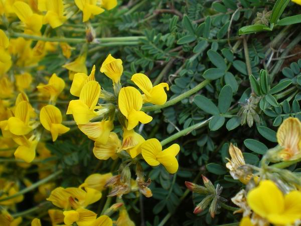 Hippocrepis cfr.comosa